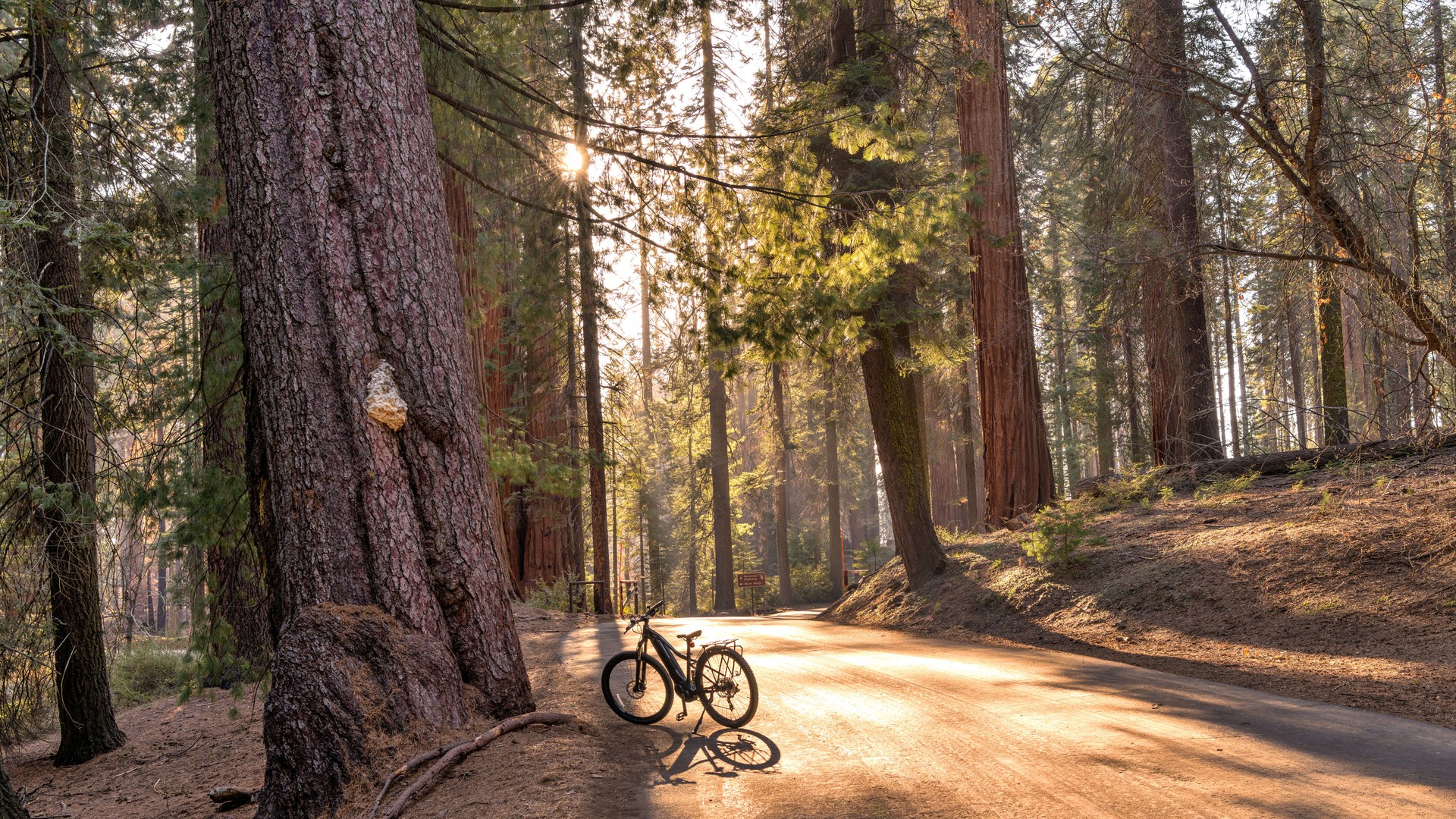 Sequoia Forest Road - Soft sunlight shining through dense Giant Sequoia forest onto a quiet back-country road, with an electric-bike parking at side, on a peaceful Spring evening. Sequoia National Park, California, USA.